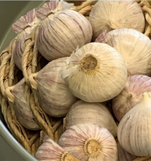 Garlic