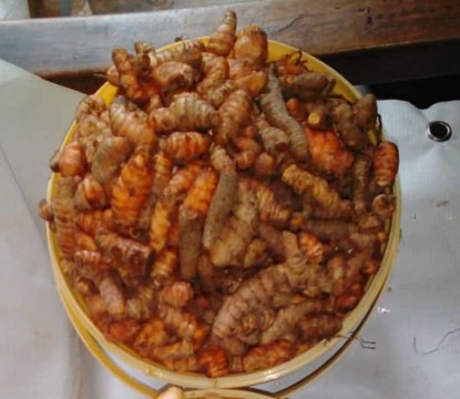 Turmeric