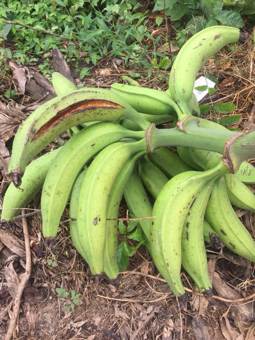Plantain