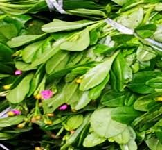 Water leaf – Gbure